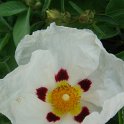 Cistus x purpureus 'Allan Fradd'